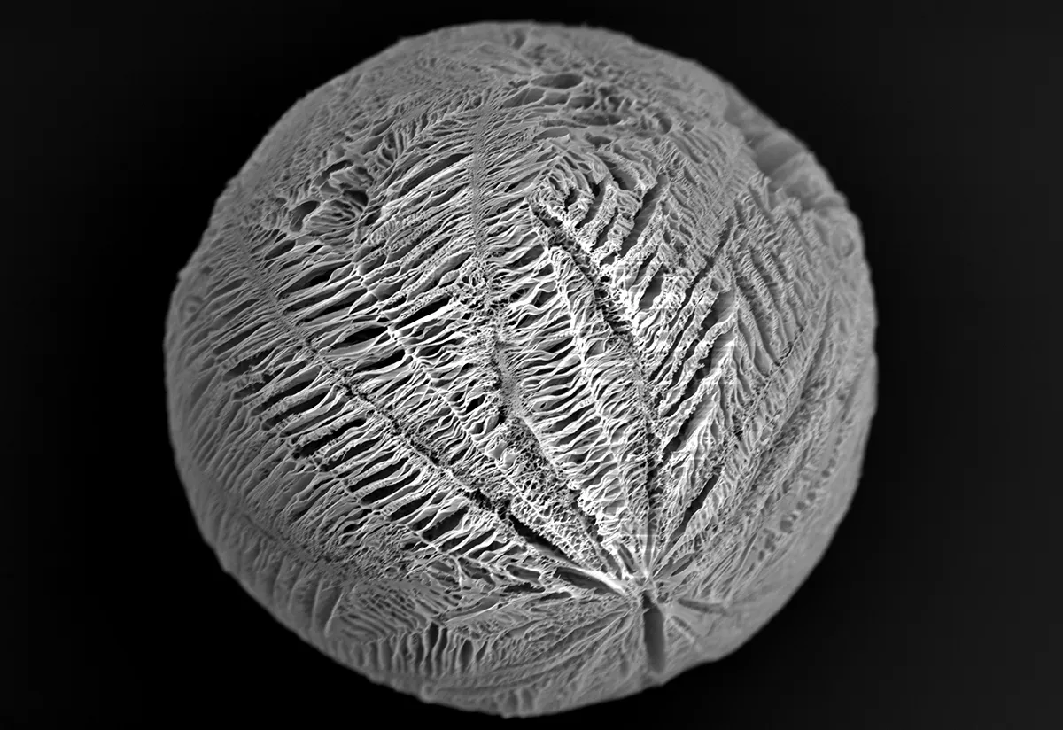 This image shows a microsphere, a tiny object (just quarter of a millimeter wide) made from biodegradable material. Researchers are using microspheres to grow cells and give them a better chance of surviving in the heart. Human stem cell-derived heart cells are cultured on the surface of the microspheres, where they stick to the surface and make connections with their neighbours. The microspheres can then be easily injected into the heart to deliver cells directly to damaged tissue. Credit: Annalisa Bettini, University College London, British Heart Foundation – Reflections of Research