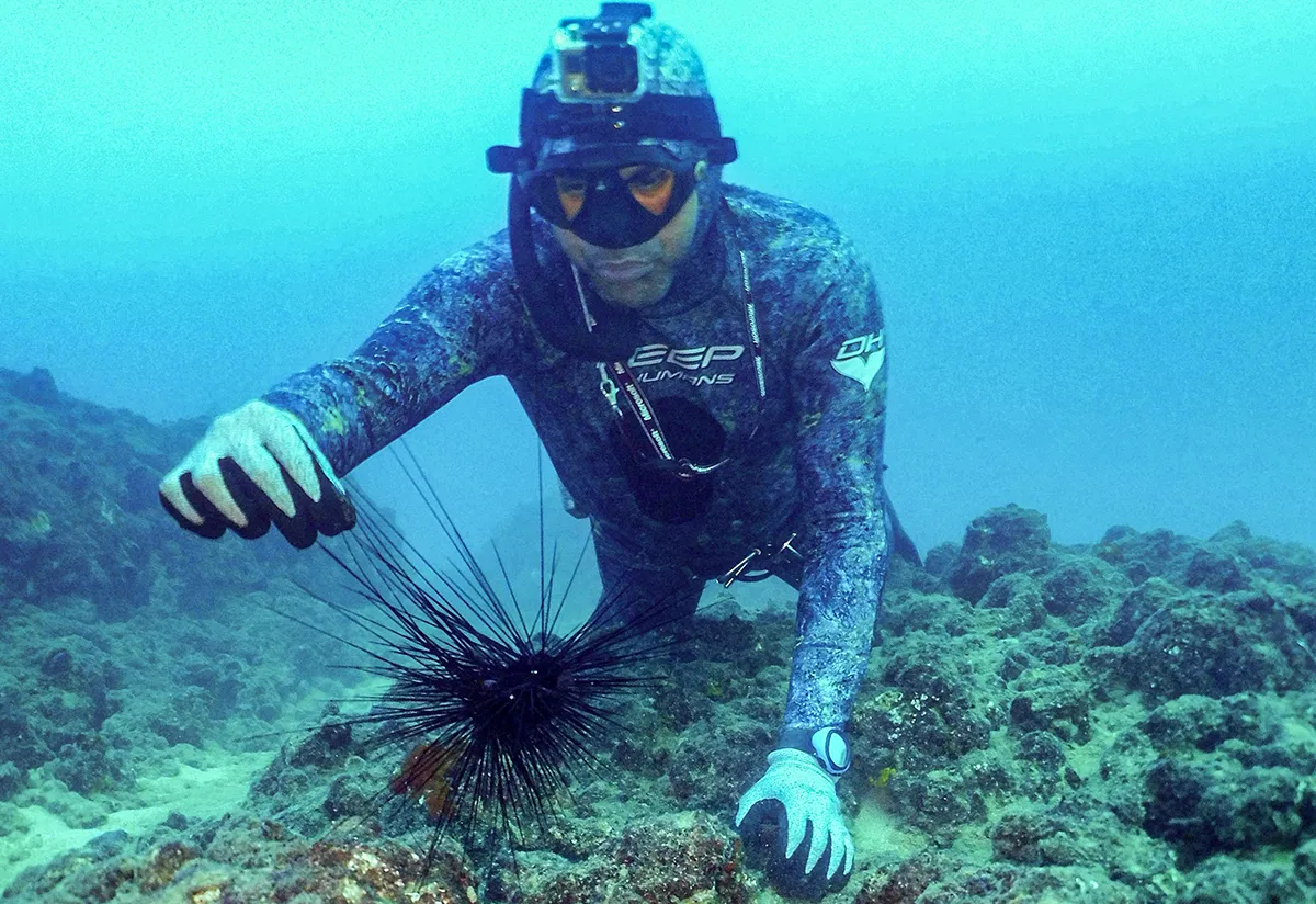 A freediver prepares to collect a specimen of Diadema setosum long-spined sea urchin, typically native to Indo-Pacific waters and currently invading the eastern Mediteranean sea, some 17 meters underwater off the shore of Lebanon's northern coastal city of Qalamun on August 11, 2021. (Photo by Ibrahim CHALHOUB / AFP) (Photo by IBRAHIM CHALHOUB/AFP via Getty Images)