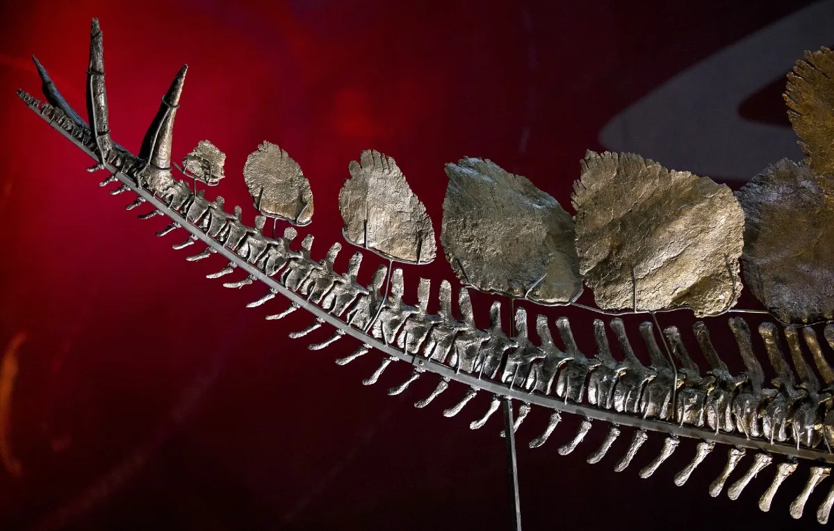 Stegosaurus tail, plates and spikes