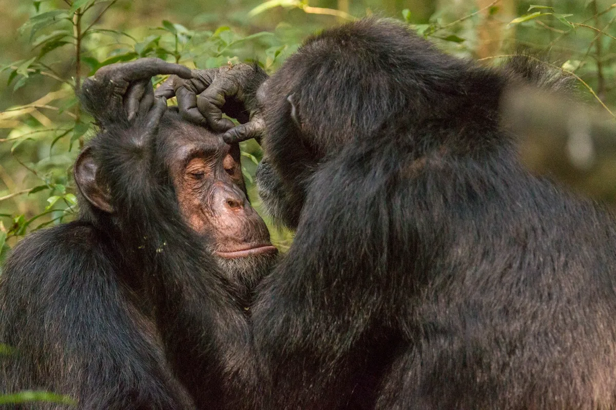 The new research suggests that chimpanzees communicate before and after a joint activity, such as grooming © Getty Images