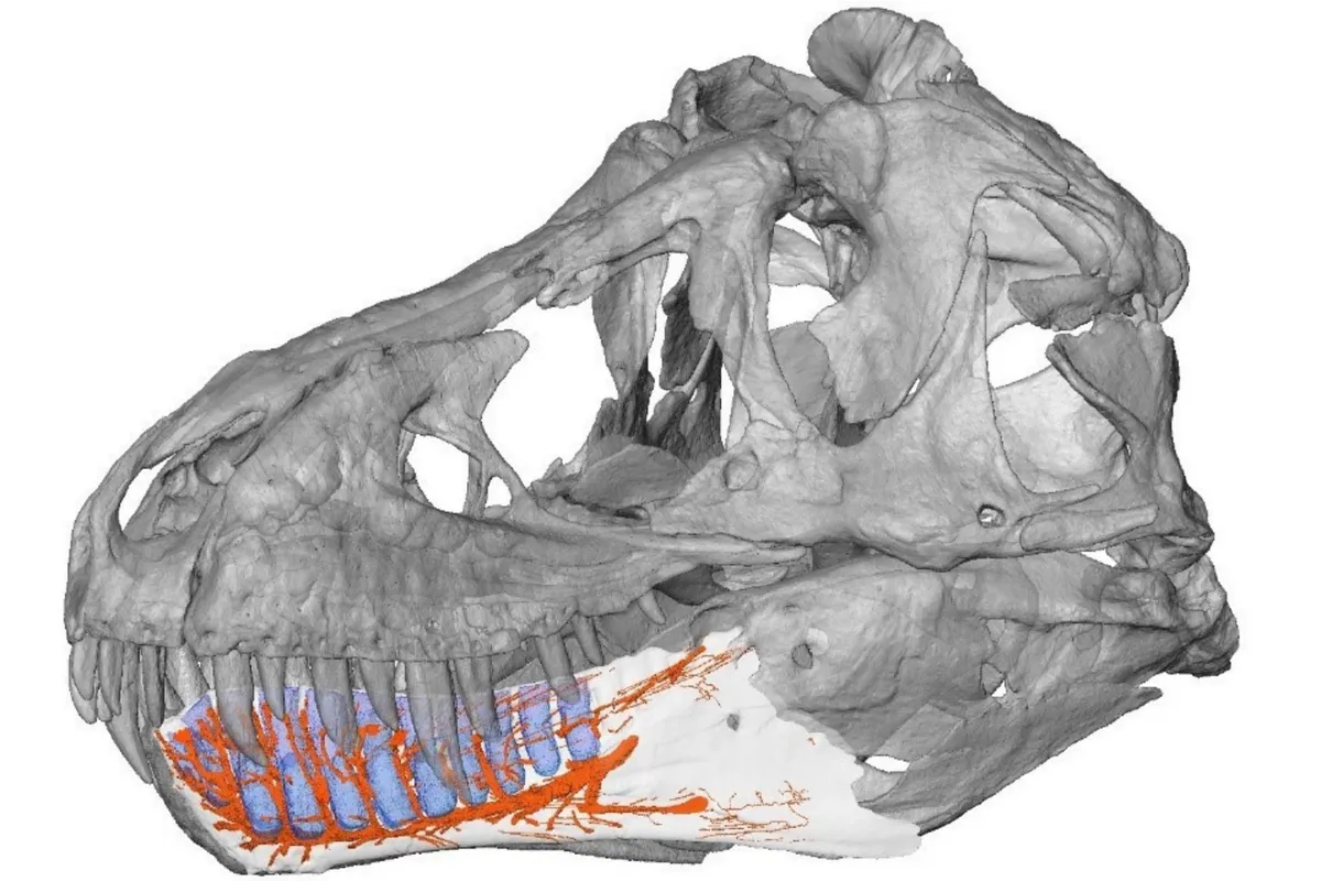 Graphic showing the distribution of nerves in the jaw of a T.rex © Taylor and Francis Group