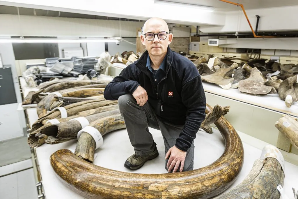 Prof Matthew Wooller, director of the Alaska Stable Isotope Facility, kneels among a collection of mammoth tusks at the University of Alaska Museum of the North © JR Ancheta
