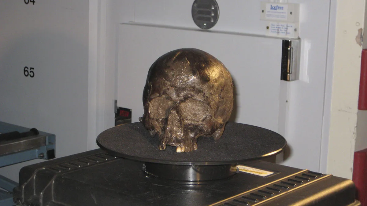 The decapitated skull recovered from the University of York. The dark brown surface indicates oxidation © Axel Petzold