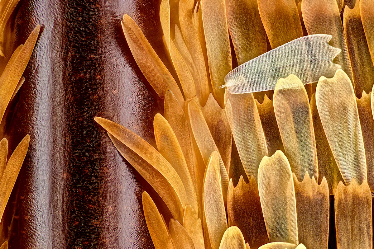 Vein and scales on a butterfly wing (Morpho didius). Photo by Sébastien Malo/Nikon Small World