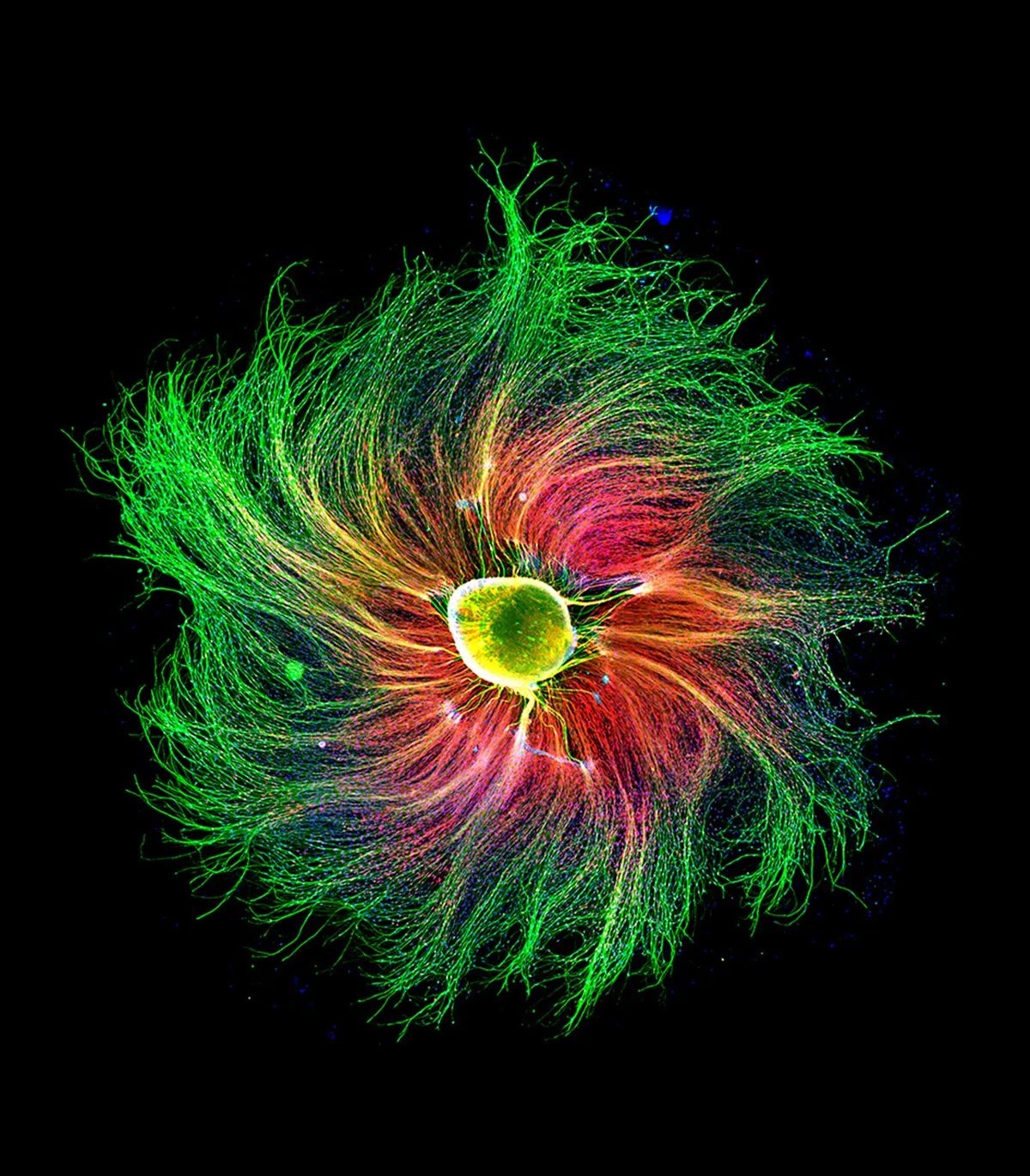 Sensory neuron from an embryonic rat, imaged using Fluorescence. Photo by Paula Diaz/Nikon Small World