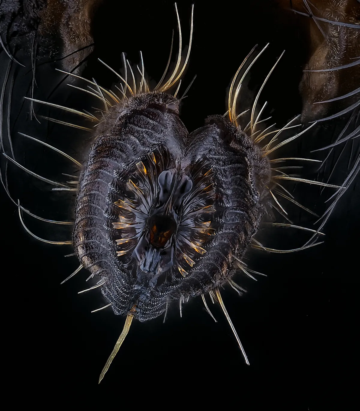 Proboscis of a housefly (Musca domestica). Photo by Oliver Dum/Nikon Small World
