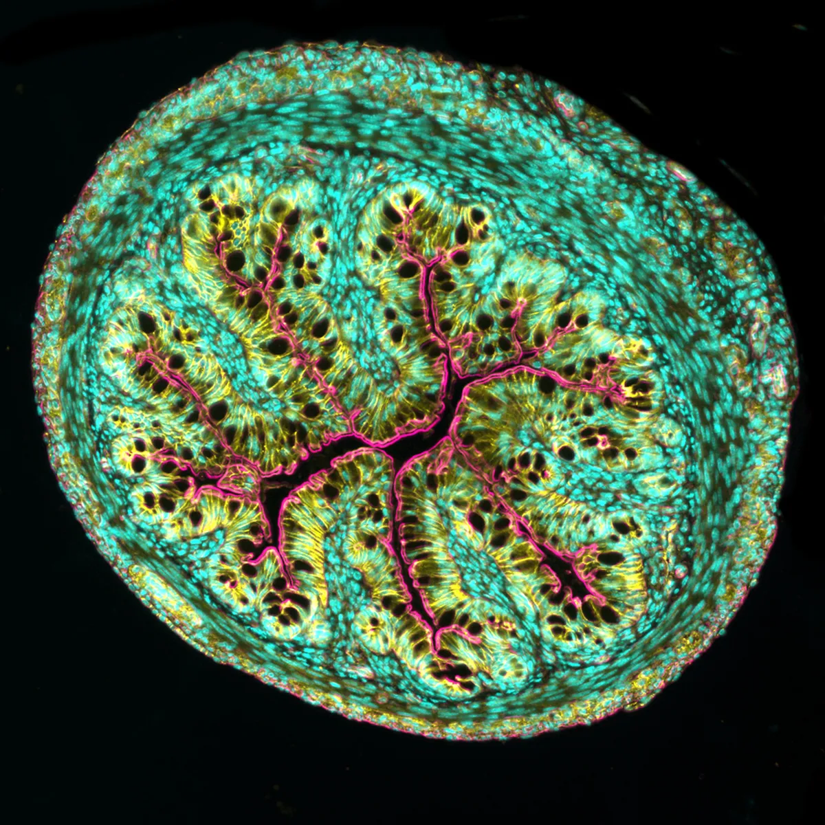 Cross section of mouse intestine, imaged using Fluorescence. Photo by Dr. Amy Engevik/Nikon Small World