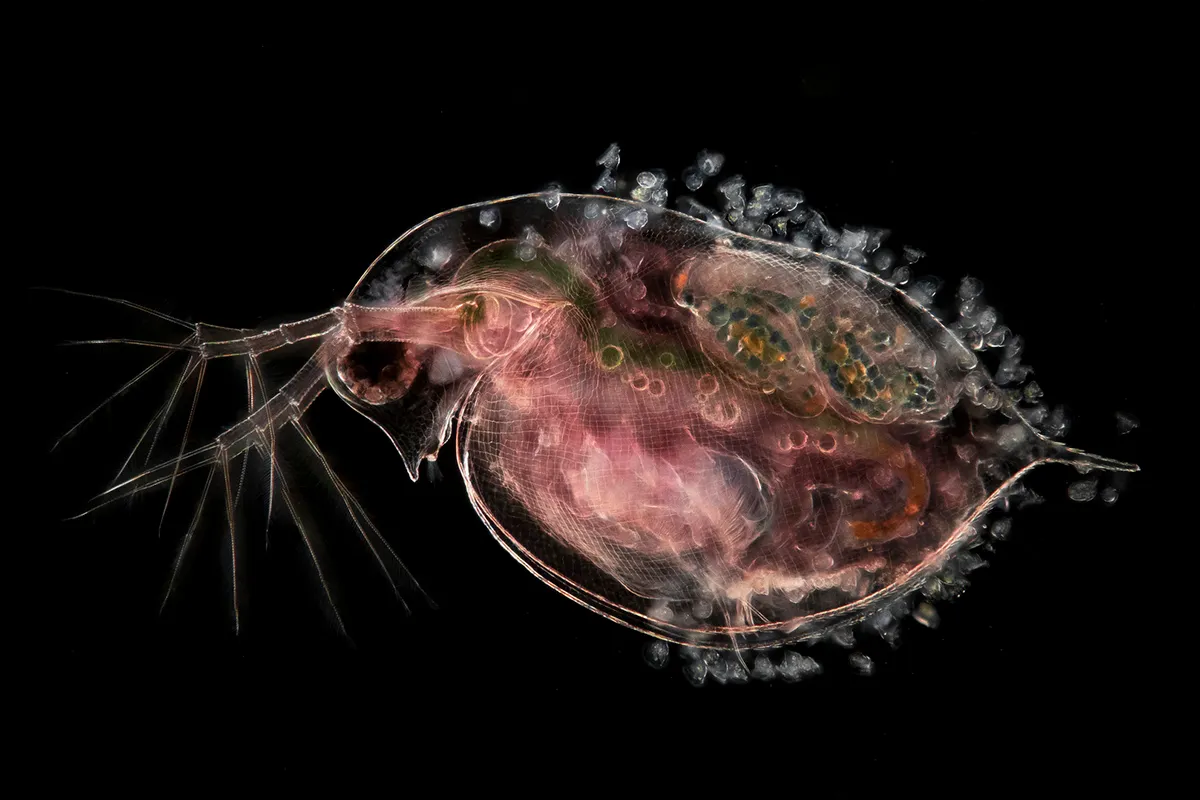 Water flea (Daphnia) carrying embryos and peritrichs. Photo by Jan van IJken/Nikon Small World