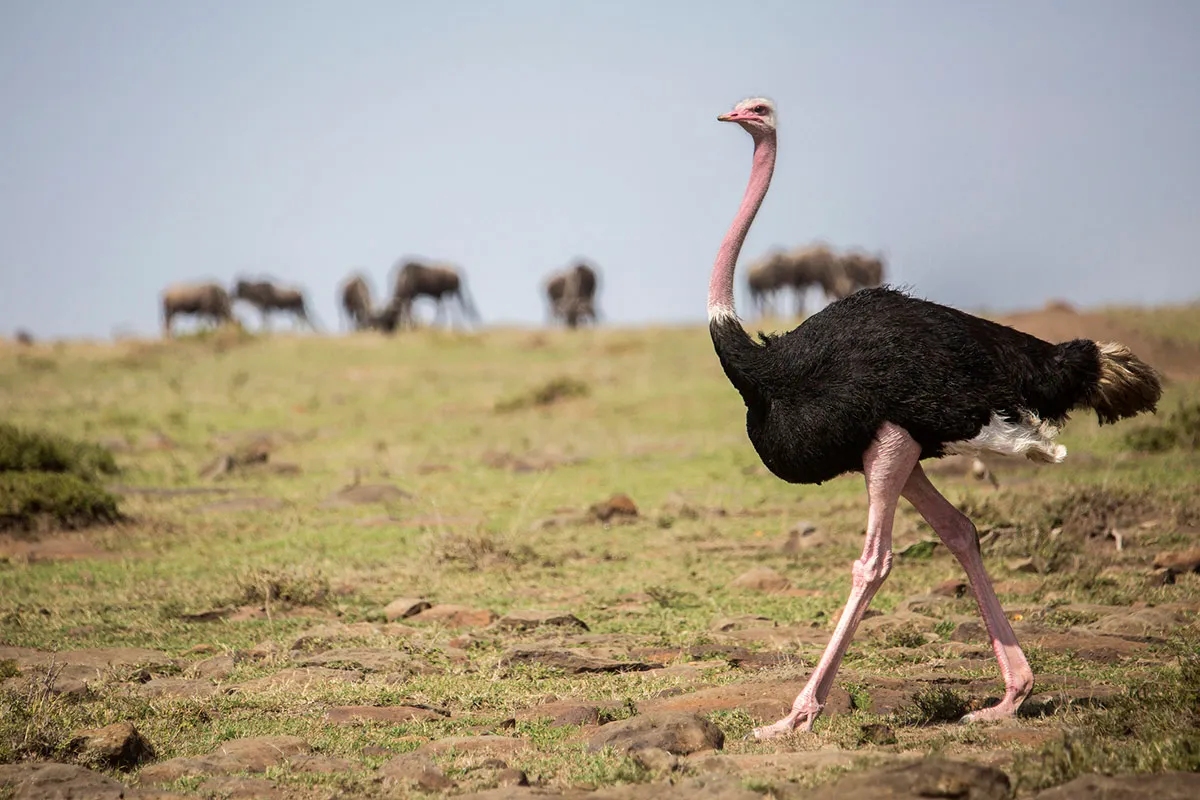 Top 10: The world's largest birds © Getty Images