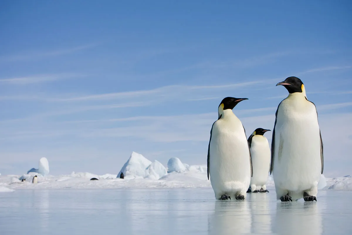 Emperor penguin © Getty Images