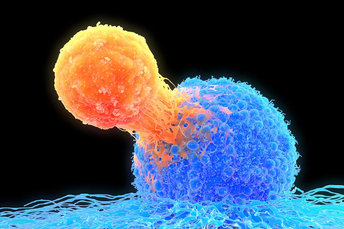 An immune system T-cell attacking a cancer cell © Science Photo Library