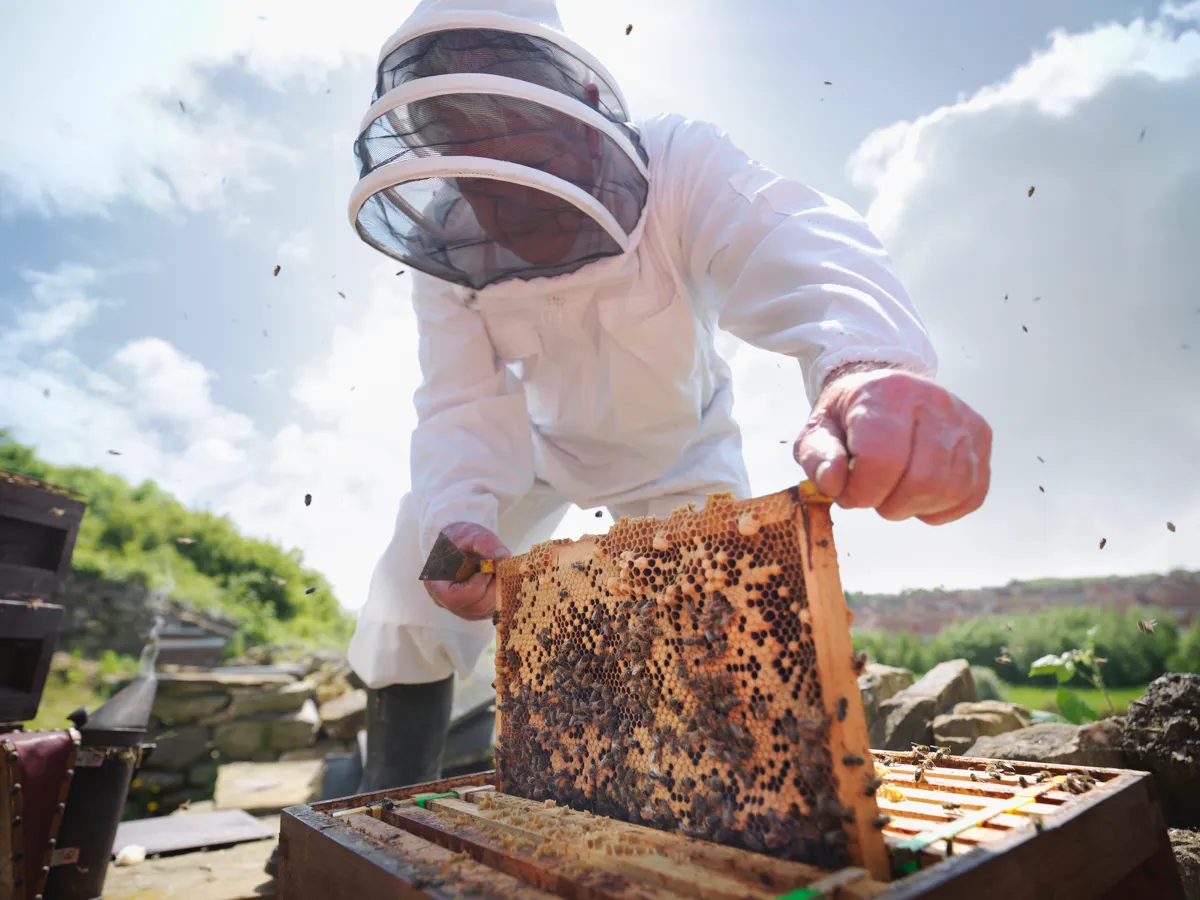 When a beekeeper comes across a hive infected with the virus, they must remove the entire colony, or spray chemical-based pesticides that are toxic to bees © Getty Images