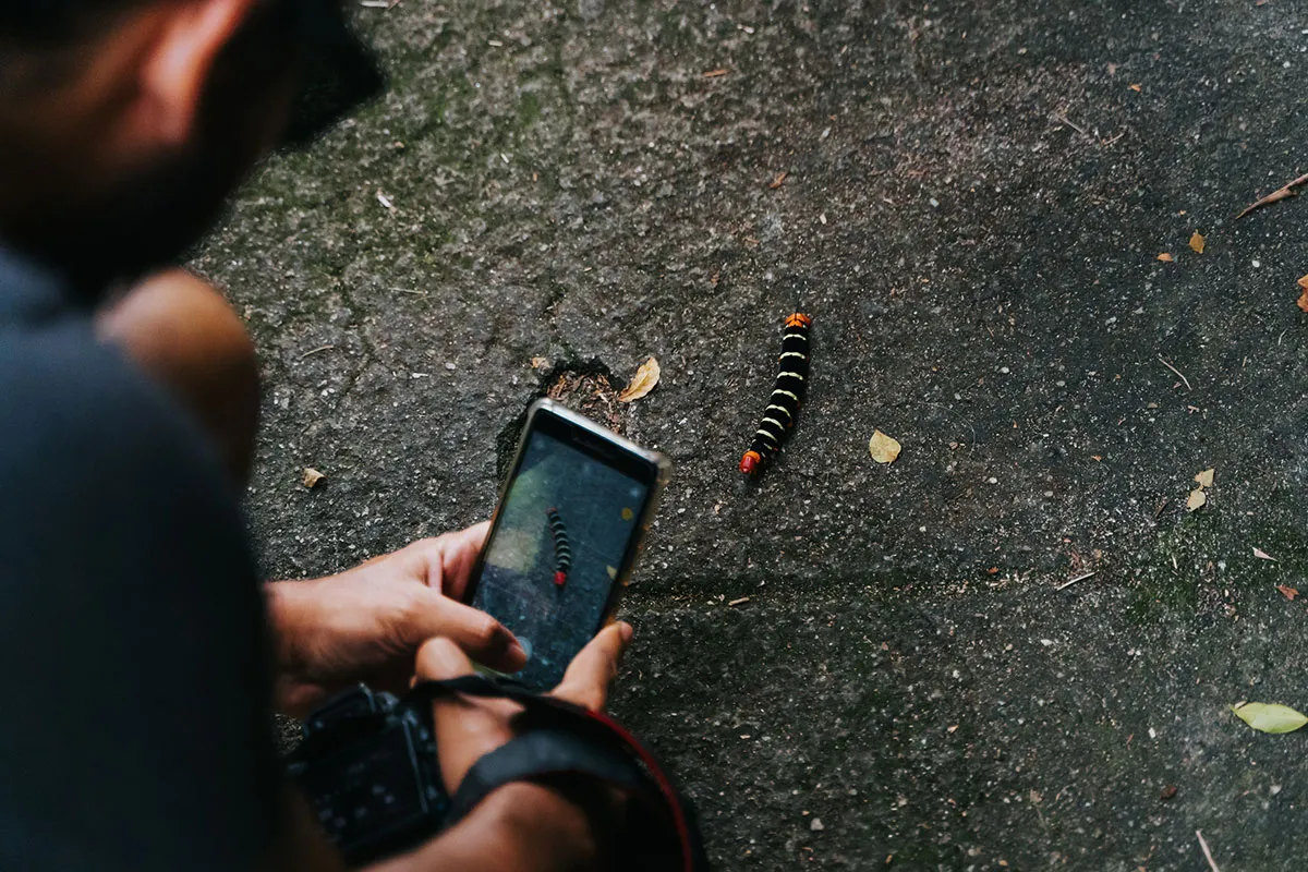 A person taking a photo of an insect with a smartphone
