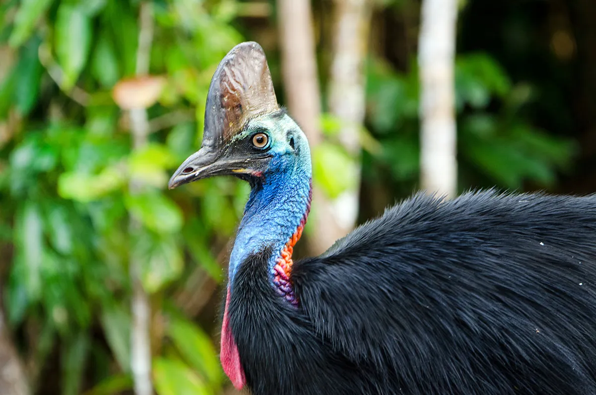 An adult cassowary © Getty Images