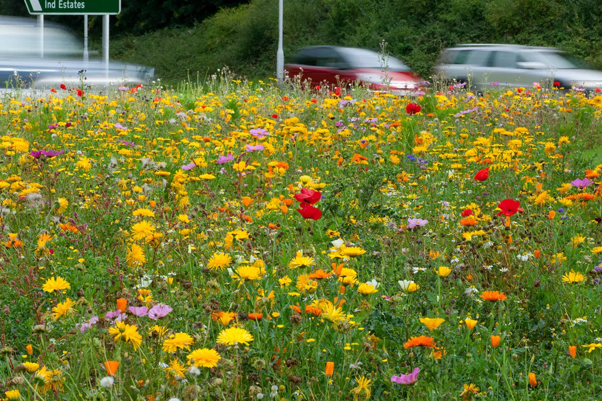 A verge covered in wildflowers by a busy road