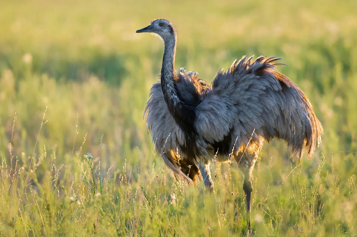 Greater rhea © Getty Images