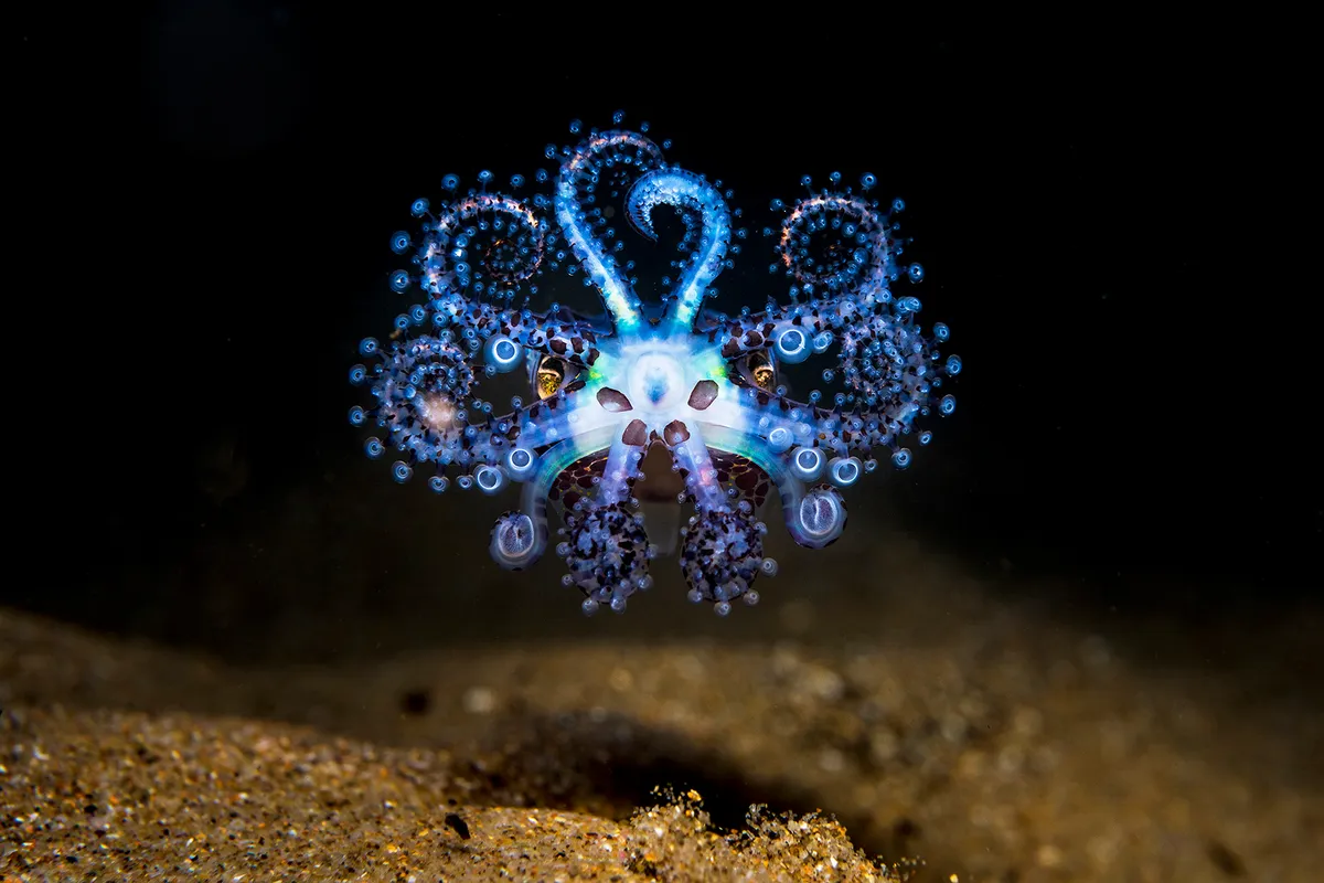 During a shallow night dive in Wollongong Harbour, NSW I came across this adult male Southern Bobtail Squid hunting across the sand. As I approached it seemed to take interest in its reflection in my camera lens port and began to dance with this curious and colourful display. It’s a behaviour I’ve only witness a couple of times in several years of diving here, but this time I managed to capture it before the animal vanished into the night.