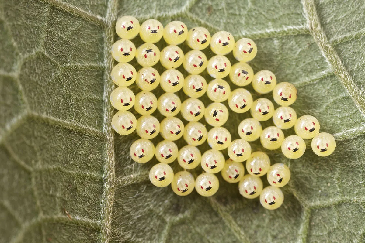 A cluster of shield bug eggs on the underside of a leaf. They are yellow with red and black markings that make them look like an emoji © Paul Bertner/Minden Pictures