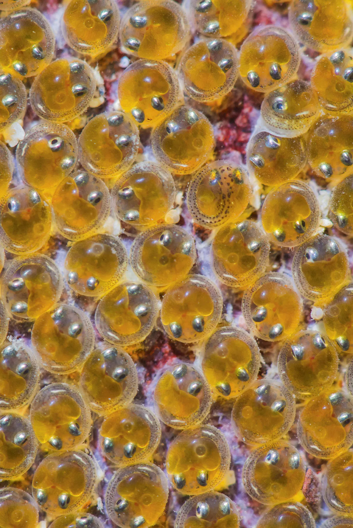 A cluster of clingfish eggs. They are mostly see-through, with a yellow yolk and two silver patches that look like eyes © Nico van Kappel/Buiten Beeld/Minden Pictures