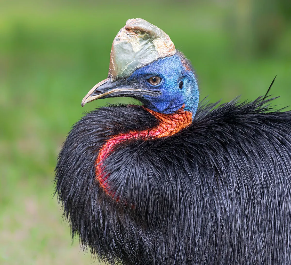 Northern cassowary © Getty Images