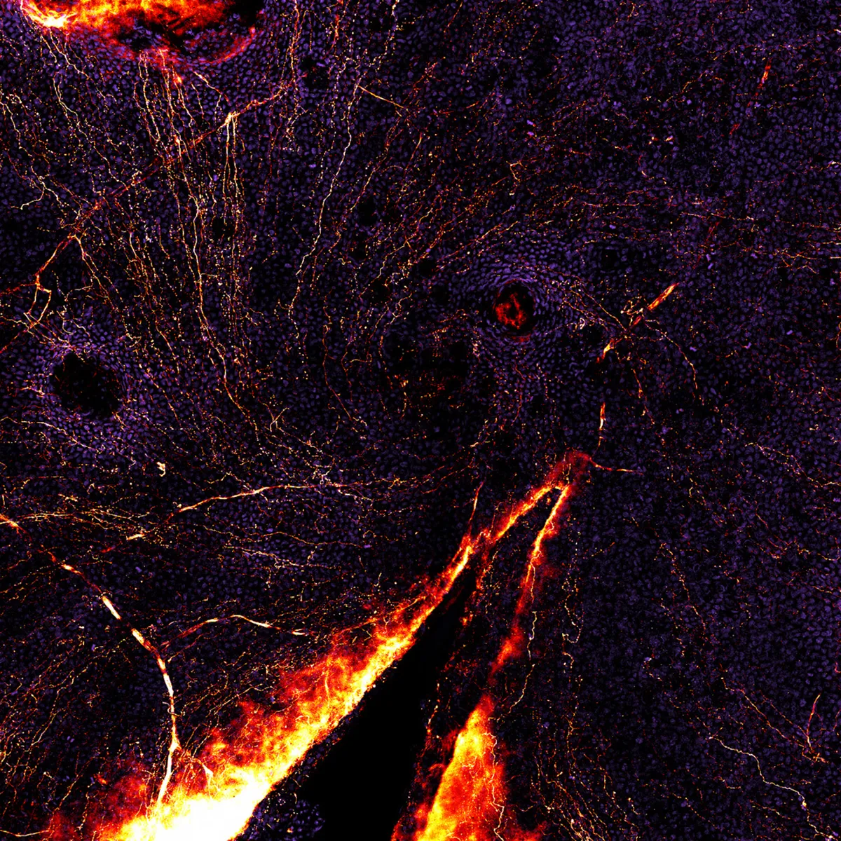 Nerves in a mouse cornea, confocal image. Photo by Dr. Crystal Shin & Dr. Daniela Marcano/Nikon Small World