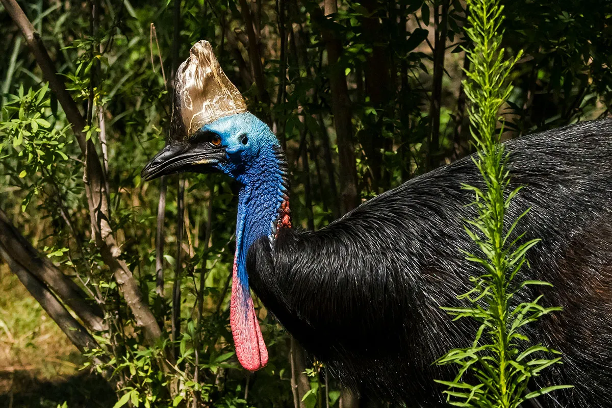 Southern cassowary © Getty Images