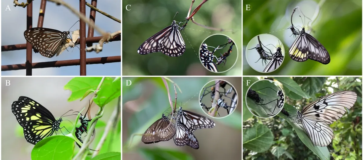 Milkweed butterflies imbibing from dead and living caterpillars © Tea et al