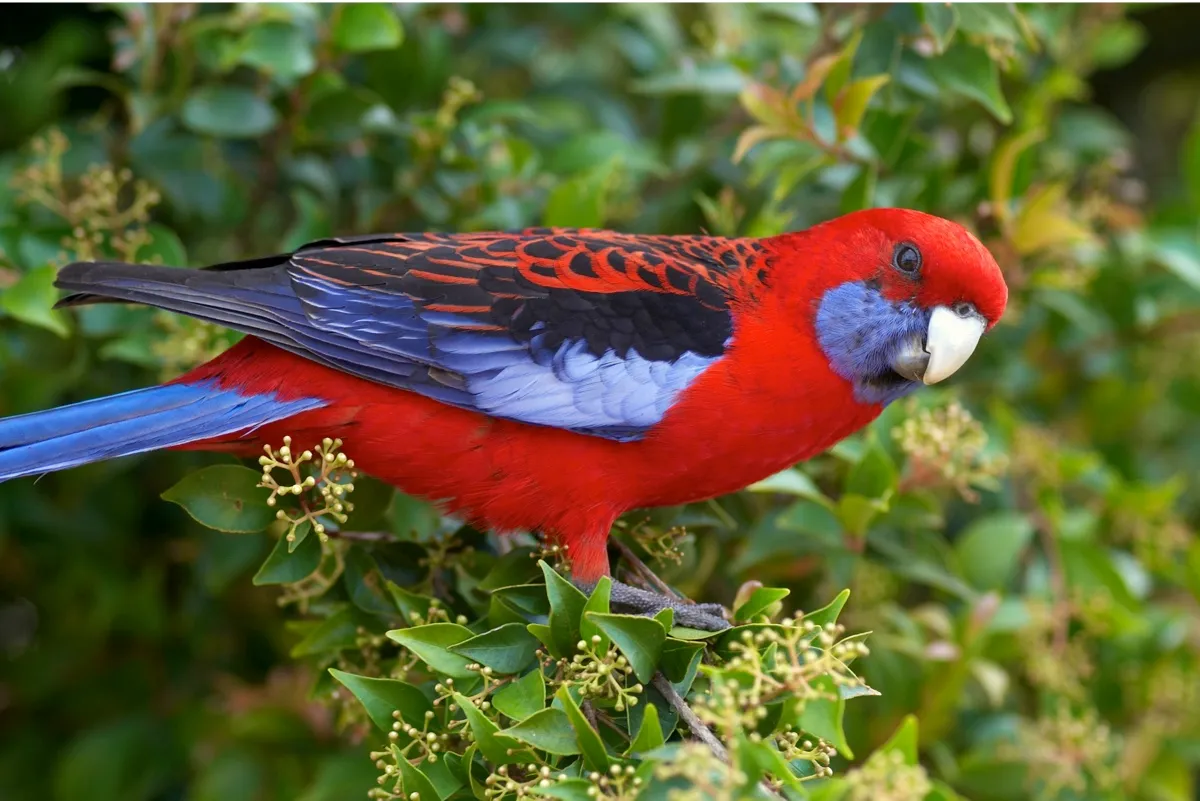 Some Australian parrots, including the crimson rosella, increase their beak size with rising temperatures © Getty Images