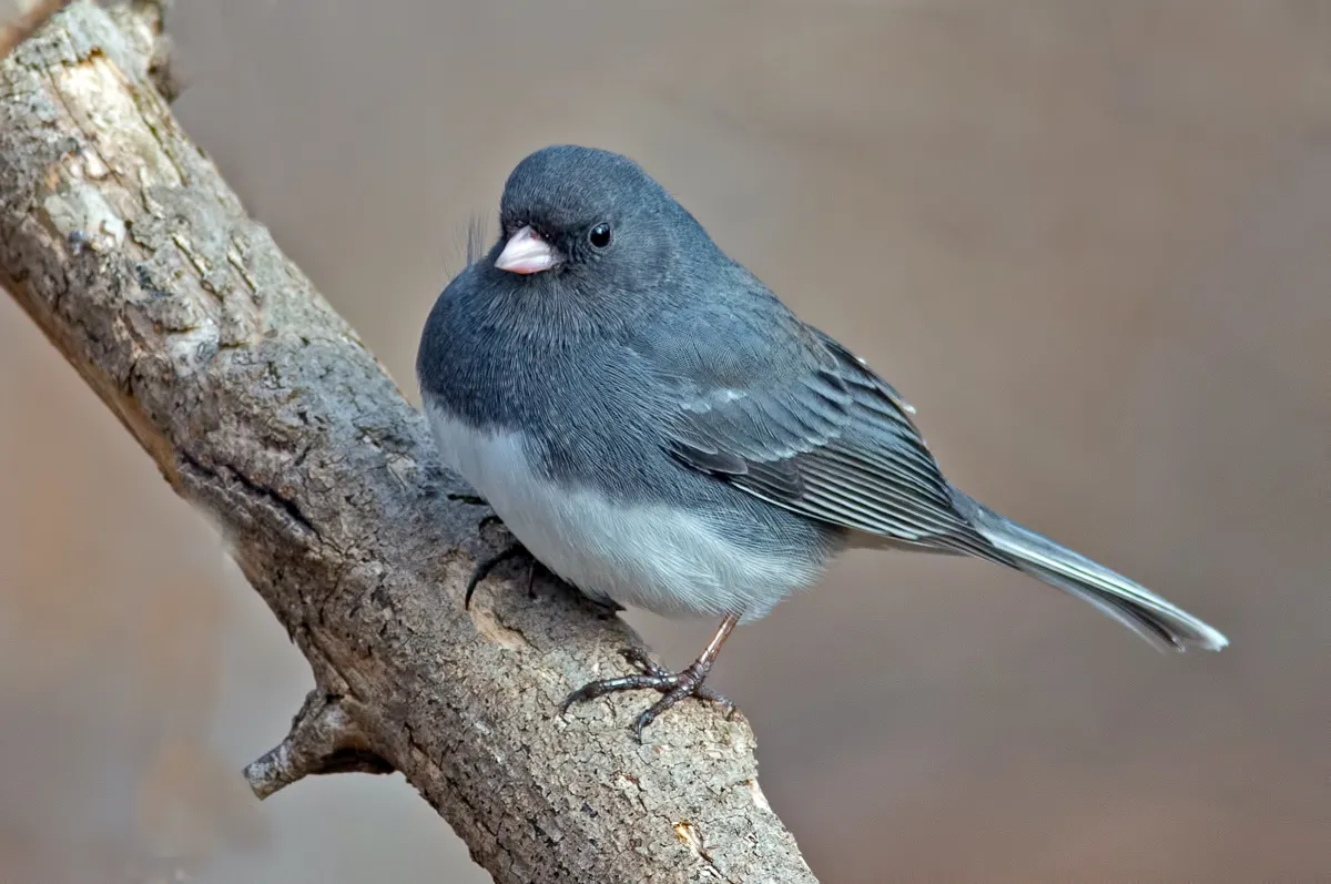 The dark-eyed junco, a North American songbird, seems to have an association between beak size and short-term temperature extremes. © Getty Images