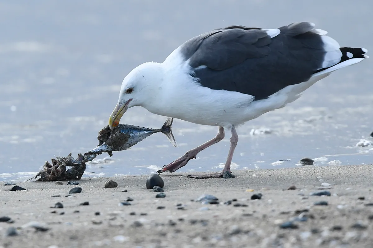 A bird eats a dead fish on the beach after an oil spill in the Pacific Ocean in Huntington Beach, California on October 4, 2021. (Photo by Patrick T. FALLON / AFP) (Photo by PATRICK T. FALLON/AFP via Getty Images)