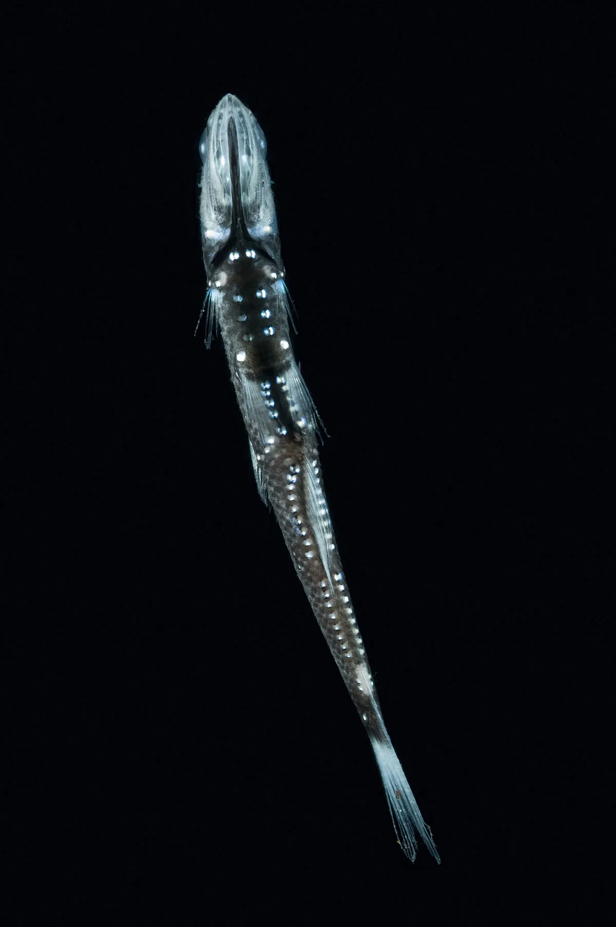 A lanternfish, pictured from below. It has a line of small light organs on its underside