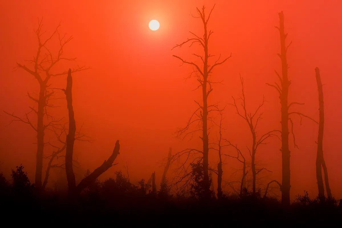 An unearthly scene is encountered in the aftermath of forest fires in the Bizhbulyaksky District of Bashkortostan, Russia. Although it is often difficult to attribute individual weather events to climate change, current projections show that it is very likely that temperature and rainfall extremes will increase in a warming world. Where high temperatures coincide with unusually prolonged or acute droughts, forest fires are all too often the catastrophic result. Wildfires also contribute to global warming in themselves, because they release large amounts of carbon dioxide – a greenhouse gas – into the atmosphere, and because they destroy vegetation that would otherwise have helped to remove carbon dioxide by photosynthesis. Photo by Dmitriy Kochergin