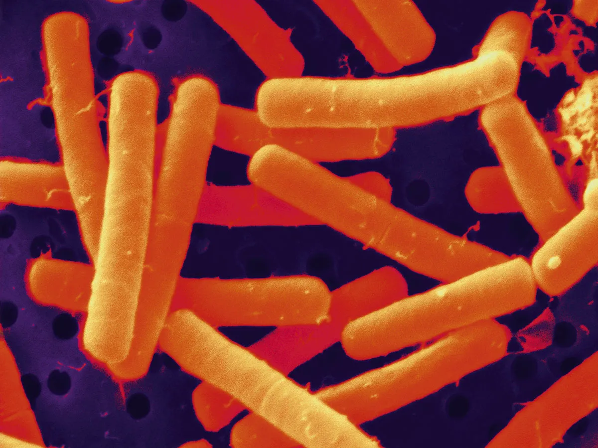 Image of a long, cylindrical Bacillus bacterium © Alamy