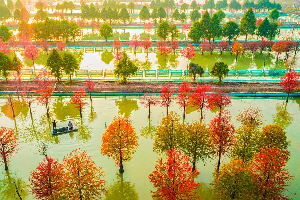 An aerial photo taken on 16 November 2021 shows colourful metasequoia trees harvesting at Crab Breeding Base in Suqian City, Jiangsu Province, China. (Photo credit should read Zhang Lianhua / Costfoto/Barcroft Media via Getty Images)