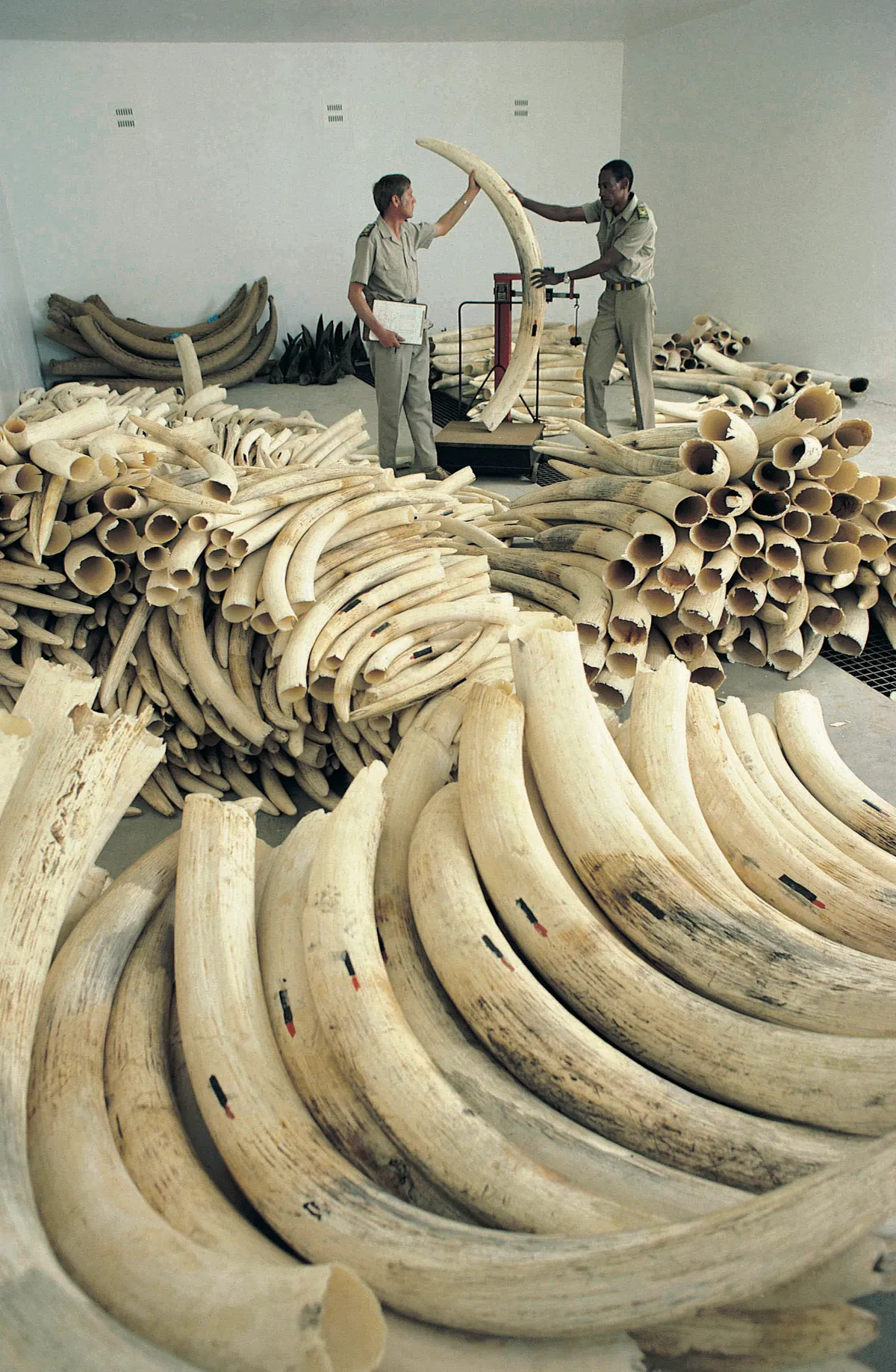 Demand for ivory has helped to fuel a multibillion-dollar wildlife trade that encourages illegal hunting © Getty Images