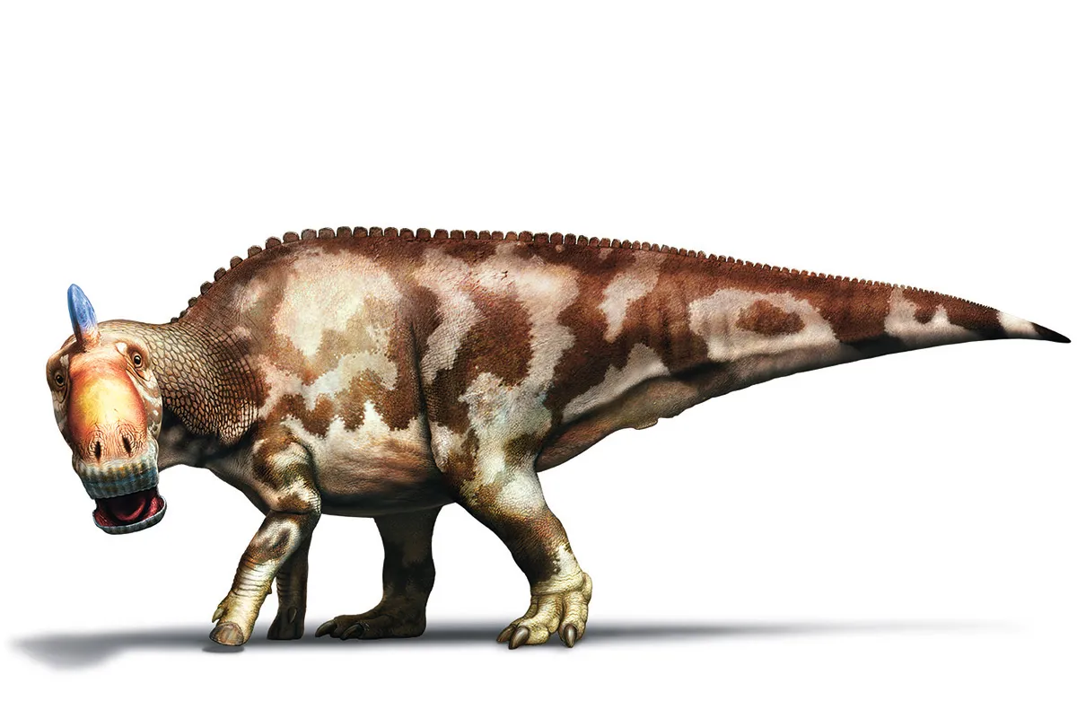 Edmontosaurus reconstruction