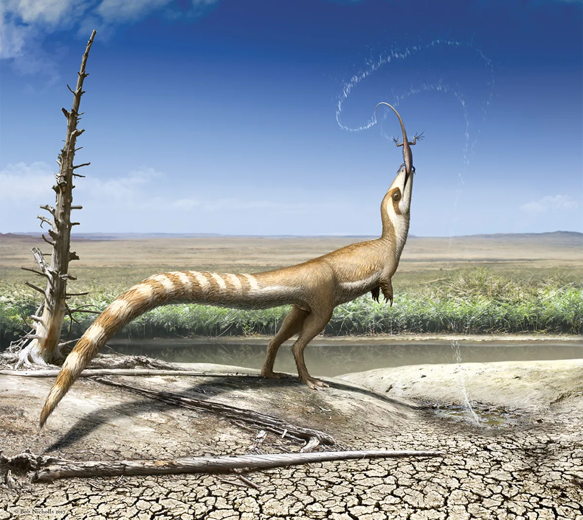 Sinosauropteryx snatches lizard Dalinghosaurus from a small pool and shakes it. Dinosaurs did not chew their food, so he grabs the prey animal, twists it round so it faces head-first and gulps it down. This is why there is a whole lizard skeleton inside the guts of one of the museum specimens of Sinosauropteryx (see page 33). This image shows the ginger-and-white striped tail, the countershading along the side, and the bandit mask. Painting by Bob Nicholls.