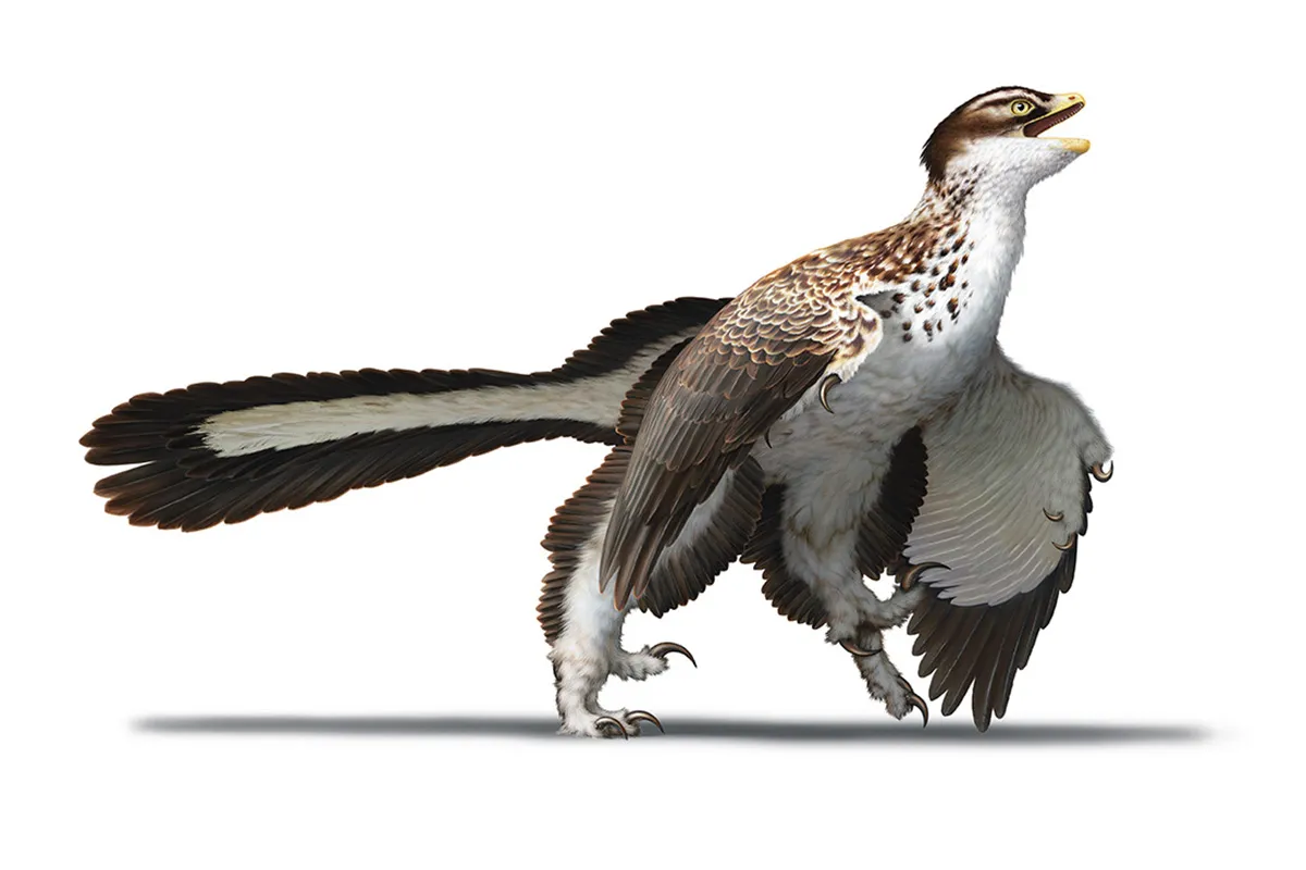 Archaeopteryx reconstruction.