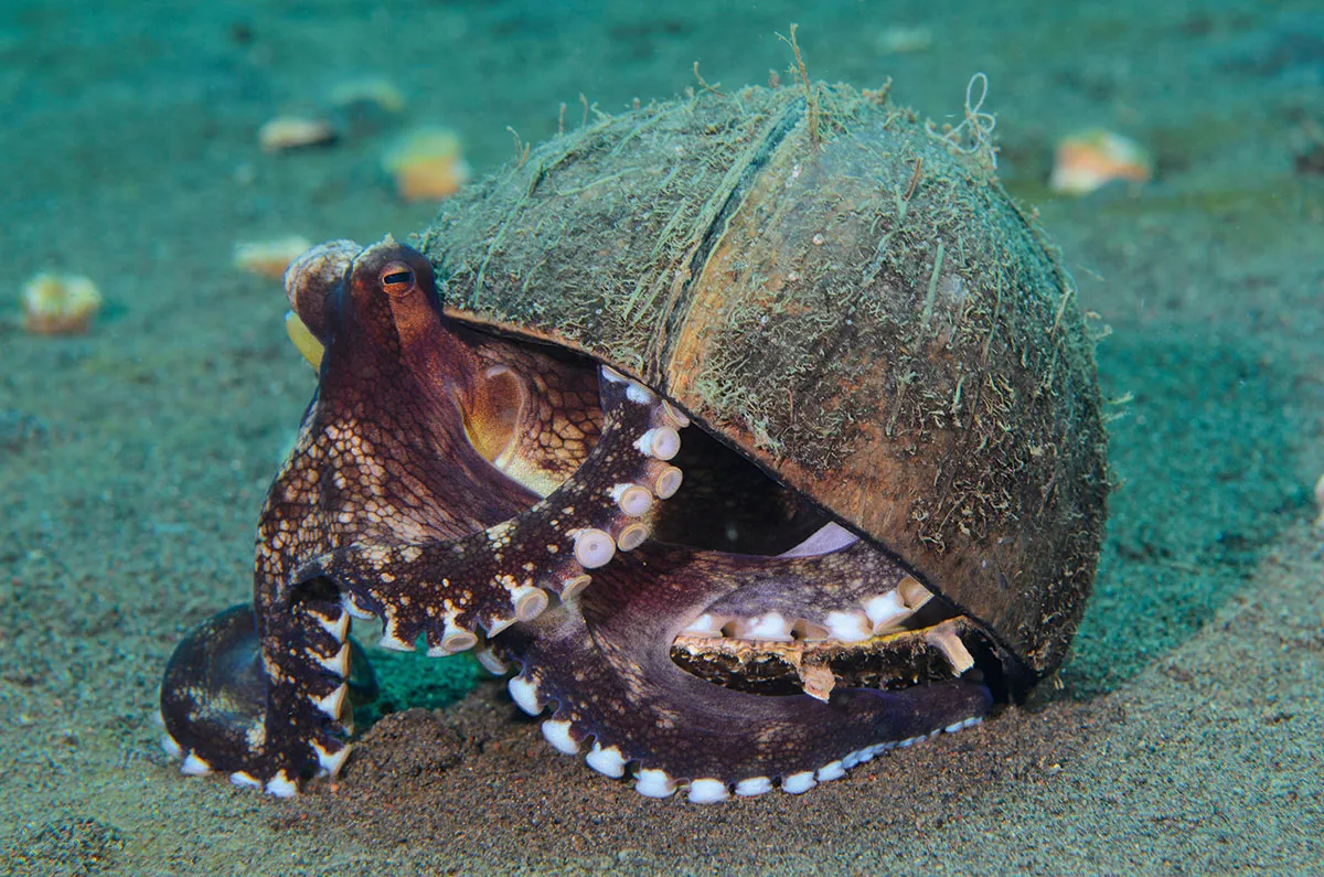 A coconut octopus hiding under half a coconut shell © Alamy