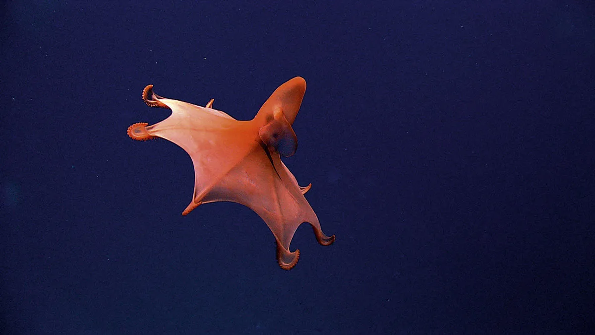 A dumbo octopus with its tentacles spread, showing the umbrella-like webbing © Alamy