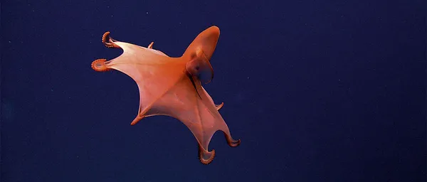 Octopuses: 8 incredible photos of these magnificent cephalopods - BBC ...