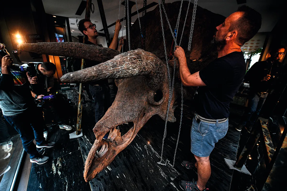 Dinosaur Skeleton being displayed for auction