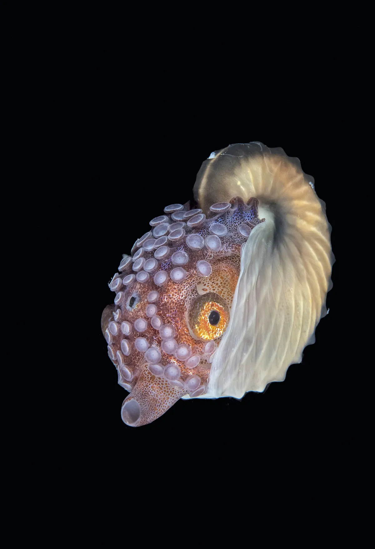 An argonaut octopus in its shell © Steven Kovacs/Blue Planet Archive