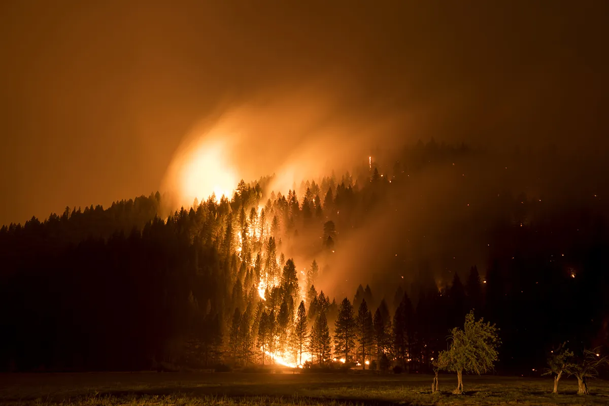 Flames consume trees during the Dixie Fire California
