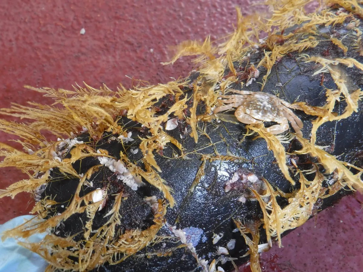 Coastal podded hydroid Aglaophenia pluma, an open-ocean crab (Planes genus) and open-ocean gooseneck barnacles (Lepas genus) colonising a piece of floating debris © Smithsonian Institution