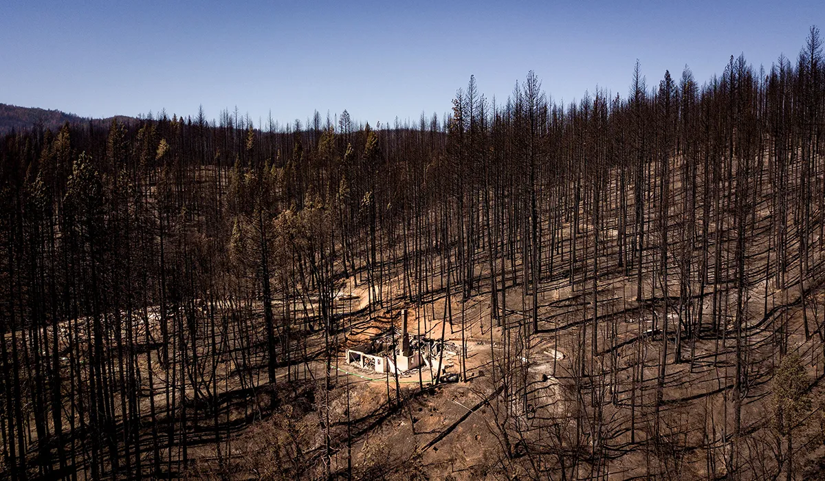 aerial picture burned home among burnt trees