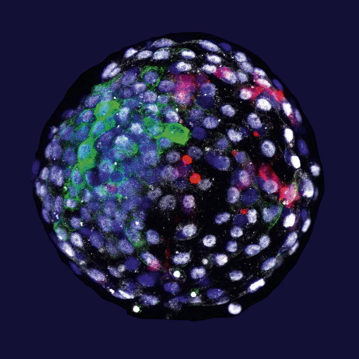 An embryo with human and macaque cells highlighted in different colours