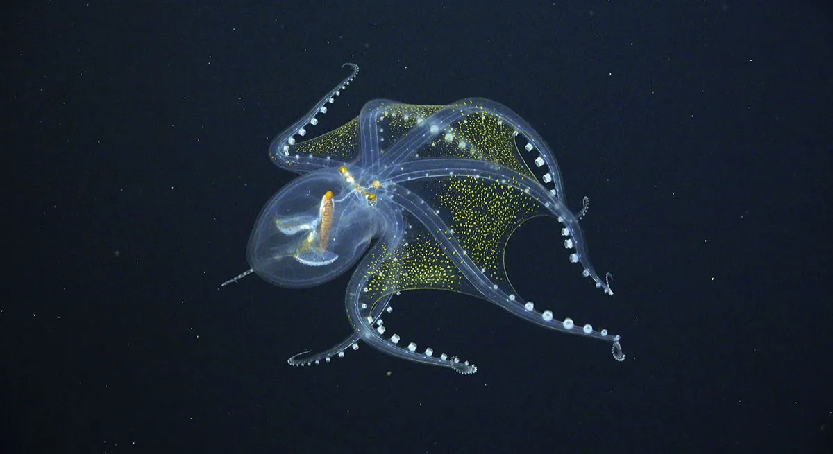 A see-through glass octopus © Schmidt Ocean Institute