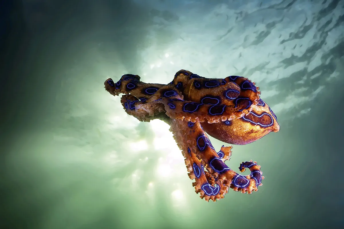 A blue-ringed octopus © Getty Images