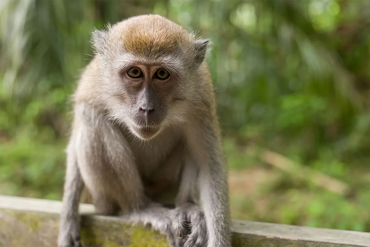 Macaque (Macaca fascicularis)